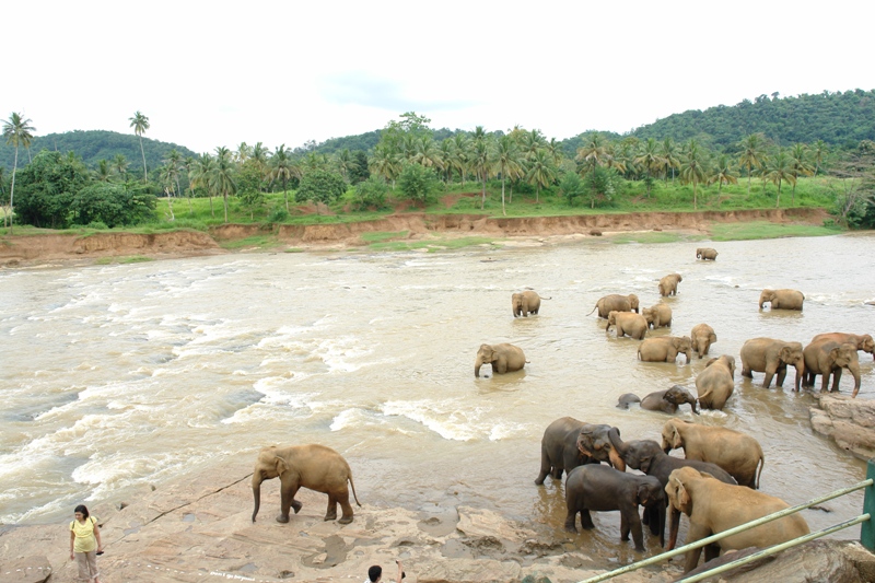        -     , - (Pinnawela-orphanage - washing elephants, Sri-Lanka)